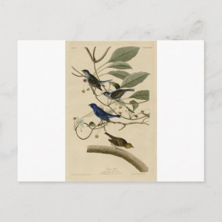 Cartão Postal 74_Indigo_Bird.jpg