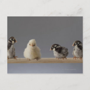 Cartão Postal 7 Bebês de companhia em um perch