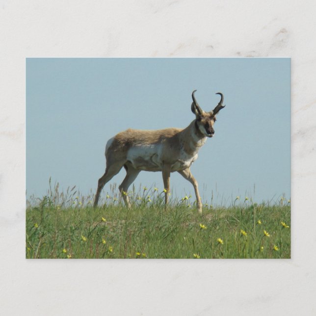 Cartão Postal A10 Pronghorn Antelope e flores selvagens (Frente)