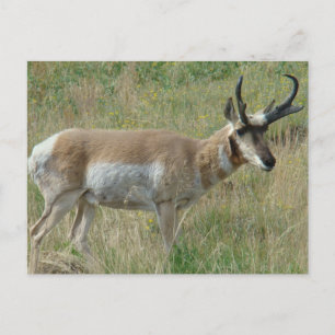 Cartão Postal A12 Pronghorn Antelope Buck