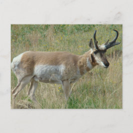 Cartão Postal A12 Pronghorn Antelope Buck