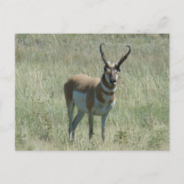 Cartão Postal A13 antílope americano macho