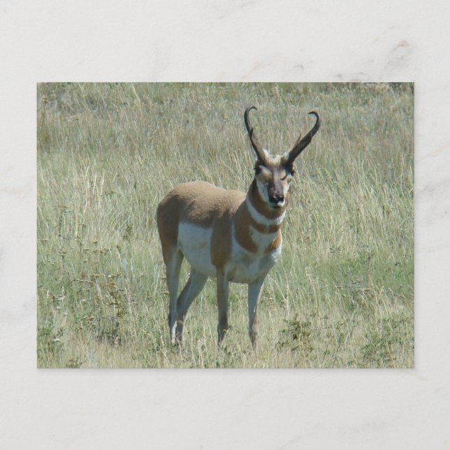 Cartão Postal A13 Pronghorn Antelope Buck (Frente)