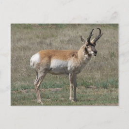 Cartão Postal A15 antílope americano rude buck