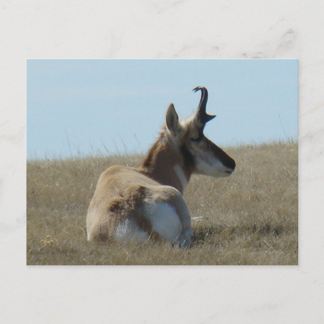 Cartão Postal A16 Pronghorn Antelope Napping (Frente)