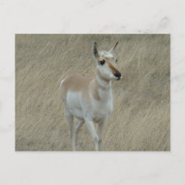 Cartão Postal A17 Pequeno Antilope Americano