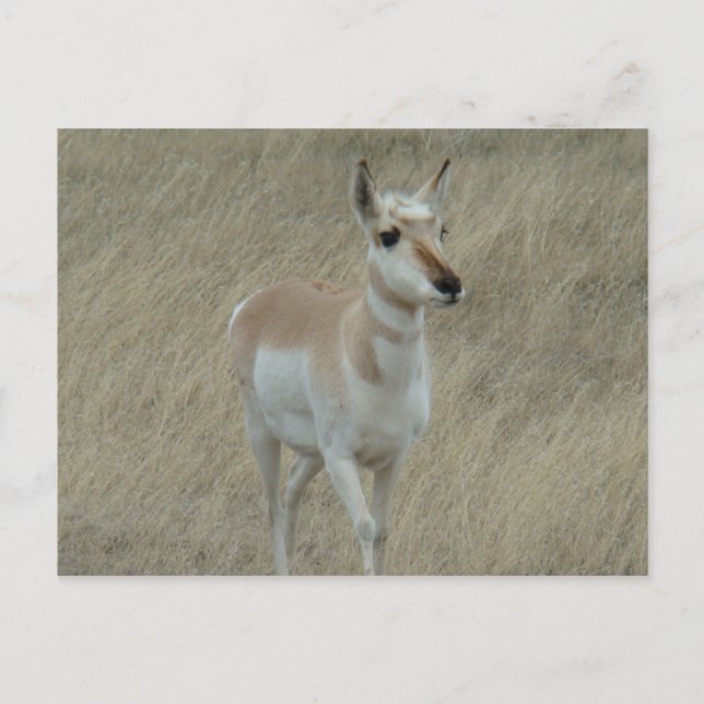 Cartão Postal A17 Young Pronghorn Antelope (Frente)