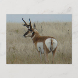 Cartão Postal A22 Antilope Pronghorn Grande Buck