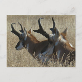 Cartão Postal A23 Pronghorn Antelope Young Bucks Head Shot