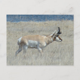 Cartão Postal A25 Antilope Pronghorn Bicho Jovem