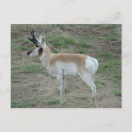 Cartão Postal A26 Antílope Pronghorn Macho