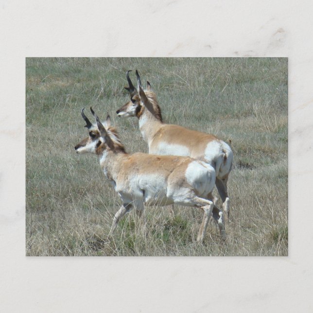 Cartão Postal A27 Pronghorn Antelope Young Bucks (Frente)