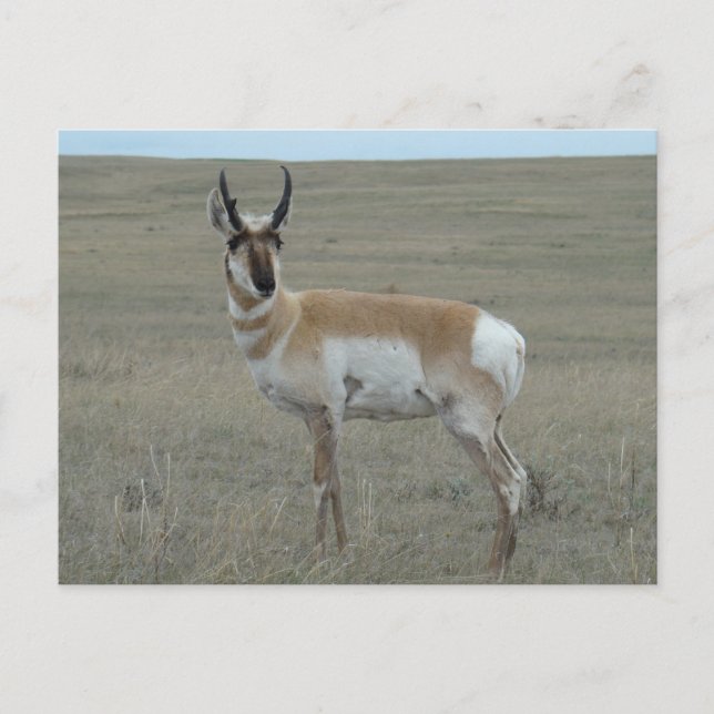 Cartão Postal A28 Pronghorn Antelope Young Buck (Frente)