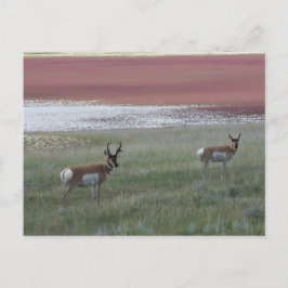 Cartão Postal A2 Pronghorn Antelope