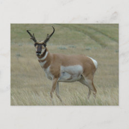 Cartão Postal A33 Cornos tortos do Antílope de Pronghorn
