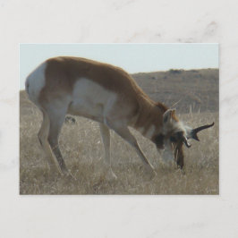 Cartão Postal A34 Anílope Pronghorn