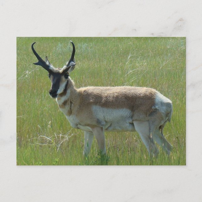 Cartão Postal A36 antílope americano macho (Frente)