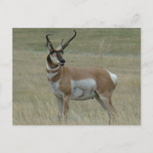 Cartão Postal A37 Pronghorn Antelope Buck Corns Tortos