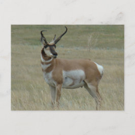 Cartão Postal A37 Pronghorn Antelope Buck Corns Tortos