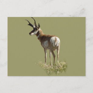 Cartão Postal A43 antílope americano macho