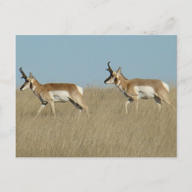 Cartão Postal A45 Pronghorn Antelope Bucks (Frente)