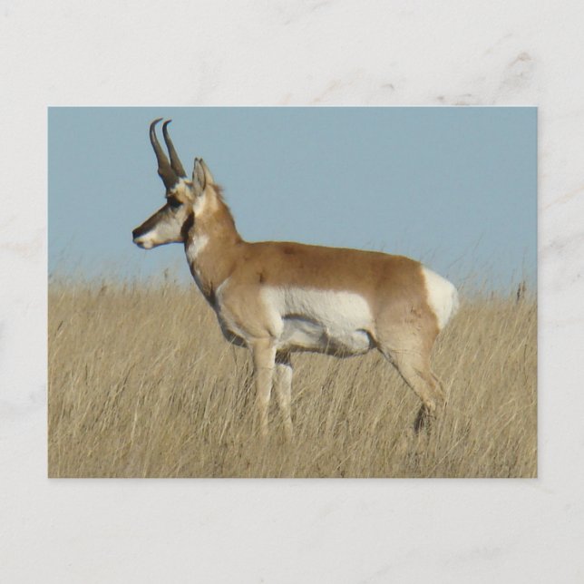 Cartão Postal A46 Pronghorn Antelope (Frente)