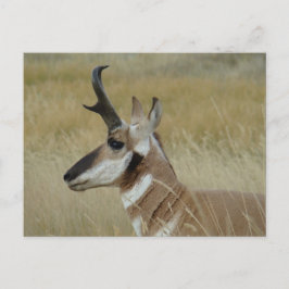 Cartão Postal A4 Pronghorn Antelope Young Buck Head Shot Perfil