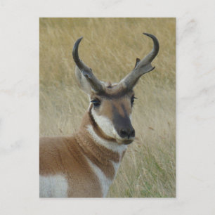 Cartão Postal A5 Pronghorn Antelope Big Buck Head Shot