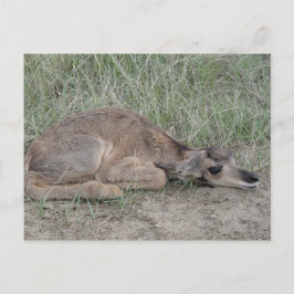 Cartão Postal A6 Baby Pronghorn Antelope