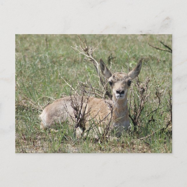Cartão Postal A7 Pronghorn Antelope Bebê Cabeça Para Cima (Frente)
