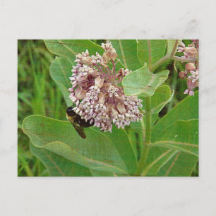 Cartão Postal A Abelha do Bumble na Milkweed