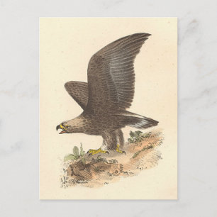 Cartão Postal A Águia Ouro (Aquila chrysaetos) NY Imagem do Páss