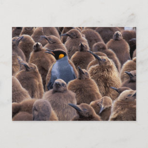 Cartão Postal A Antártica, ilha sul de Geórgia, pinguins de re