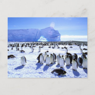Cartão Postal A Antártica, península antárctica, mar de Wedde