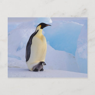 Cartão Postal A Antártica, pinguim de imperador (Aptenodytes