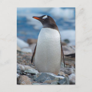 Cartão Postal A Antártica. Porto de Neko. Pinguim de Gentoo