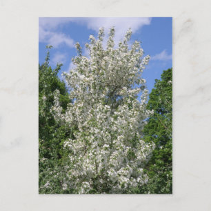 Cartão Postal A Antiga Árvore de Maçã