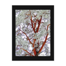 a árvore coberto de neve