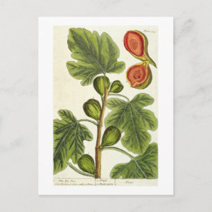 Cartão Postal A Árvore Fig, placa 125 de "A Curiosa Herbal", p