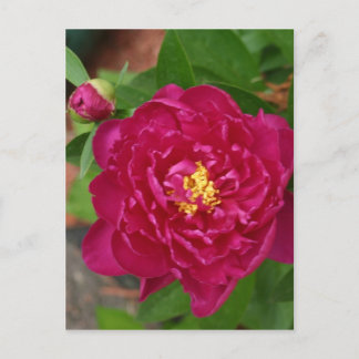 Cartão Postal A Beleza Da Primavera