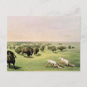 Cartão Postal A caçar Buffalo Camouflaged