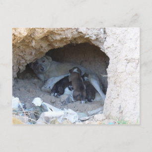 Cartão Postal A Caverna