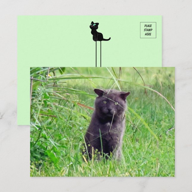 Cartão Postal A Cinza - Cartão-postal Cat (Frente/Verso)
