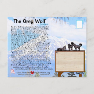 Cartão Postal A Cinza Wolf está ameaçada na Califórnia - Fev25h