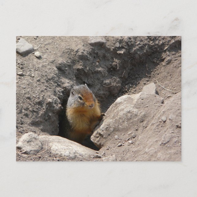 Cartão Postal A Criatura Rodent Emerges (Frente)
