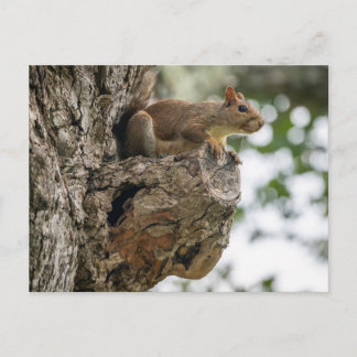 Cartão Postal A curious squirrel perched on the knob of a tree.