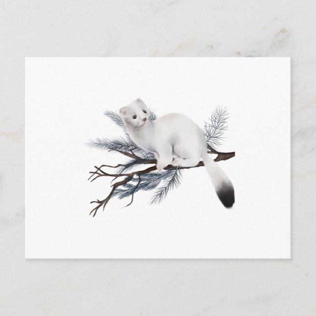 Cartão Postal A cute winter weasel perched on a branch (Frente)