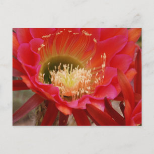 Cartão Postal A dança da natureza