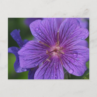 Cartão Postal A Design Floral da Stacey.