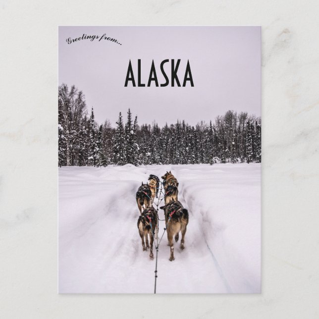 Cartão Postal A Dogsled Team in Alaska (Frente)